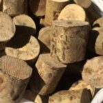 Mengenal Kayu Ular Papua Tanaman Obat Alami dari Tanah Timur Indonesia