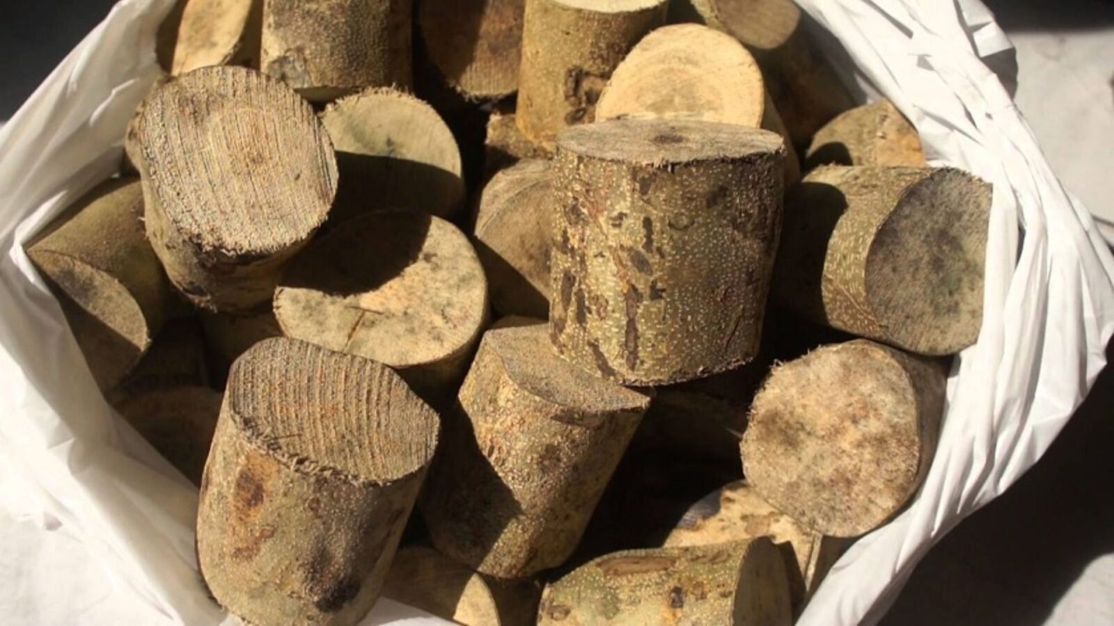 Mengenal Kayu Ular Papua Tanaman Obat Alami dari Tanah Timur Indonesia