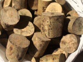 Mengenal Kayu Ular Papua Tanaman Obat Alami dari Tanah Timur Indonesia