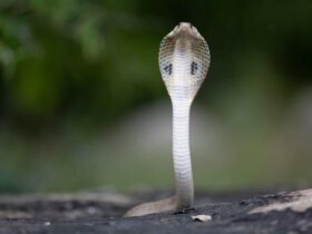 Anak Ular Kobra: Ciri, Bahaya, dan Cara Menghindari Risiko di Sekitar Rumah