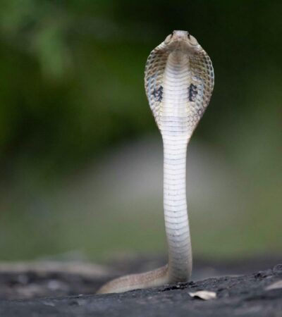 Anak Ular Kobra: Ciri, Bahaya, dan Cara Menghindari Risiko di Sekitar Rumah