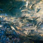 Ikan Air Tawar: Jenis, Manfaat, dan Cara Memelihara yang Perlu Anda Ketahui