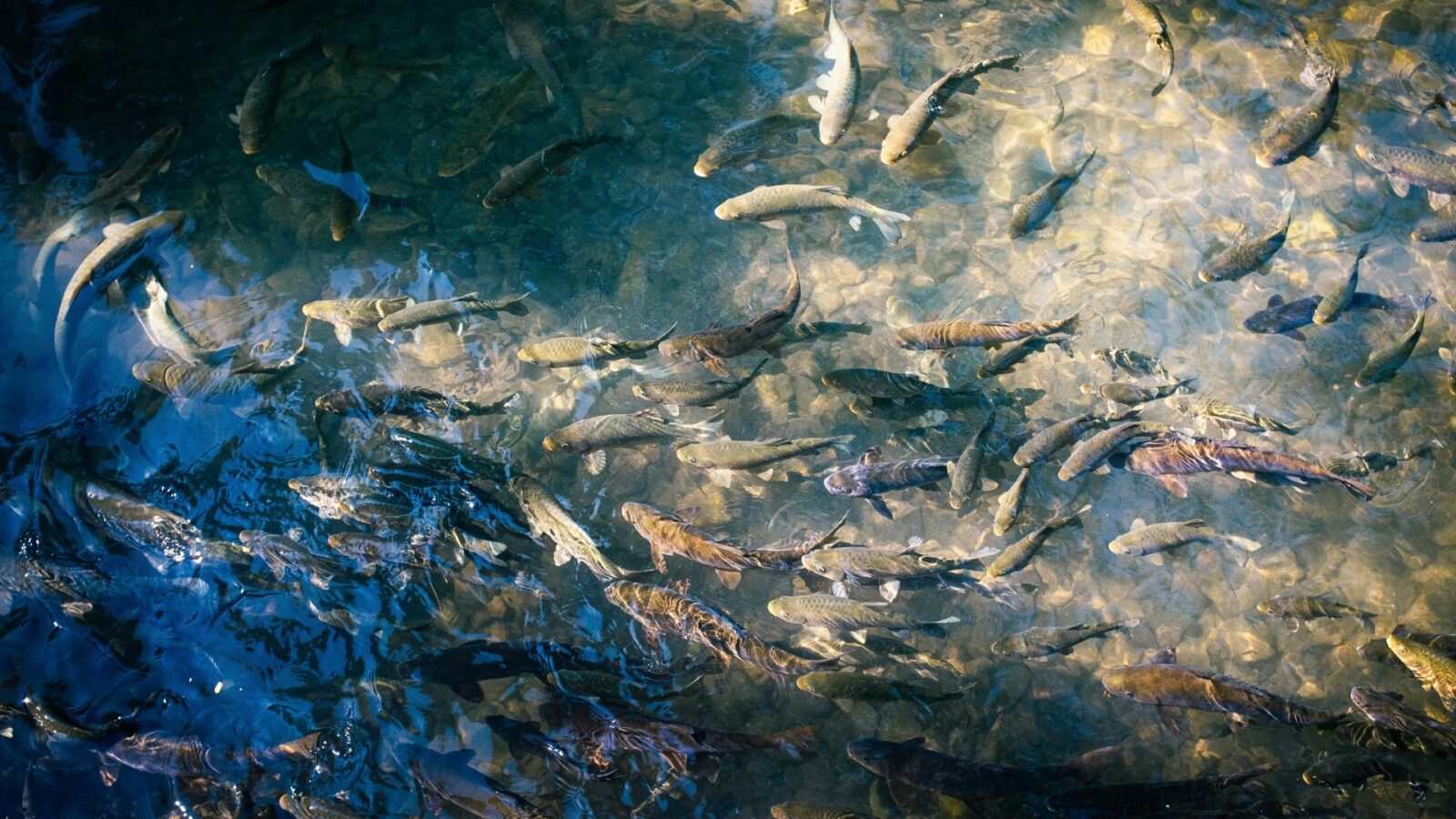 Ikan Air Tawar: Jenis, Manfaat, dan Cara Memelihara yang Perlu Anda Ketahui