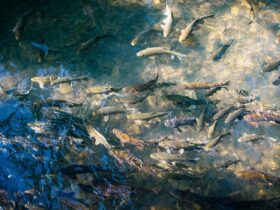 Ikan Air Tawar: Jenis, Manfaat, dan Cara Memelihara yang Perlu Anda Ketahui