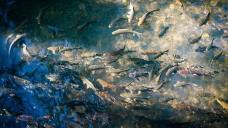 Ikan Air Tawar: Jenis, Manfaat, dan Cara Memelihara yang Perlu Anda Ketahui