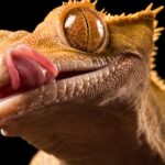 Kadal Adalah Contoh Hewan Ovipar: Ciri, Proses Bertelur, dan Fakta Menarik