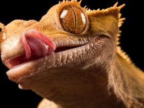 Kadal Adalah Contoh Hewan Ovipar: Ciri, Proses Bertelur, dan Fakta Menarik