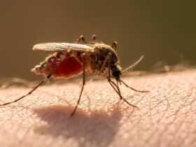 Kenapa Nyamuk Menghisap Darah? Penjelasan Ilmiah yang Mudah Dipahami