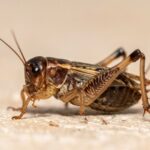 Makanan Jangkrik: Panduan Lengkap Pakan Terbaik untuk Pertumbuhan Optimal