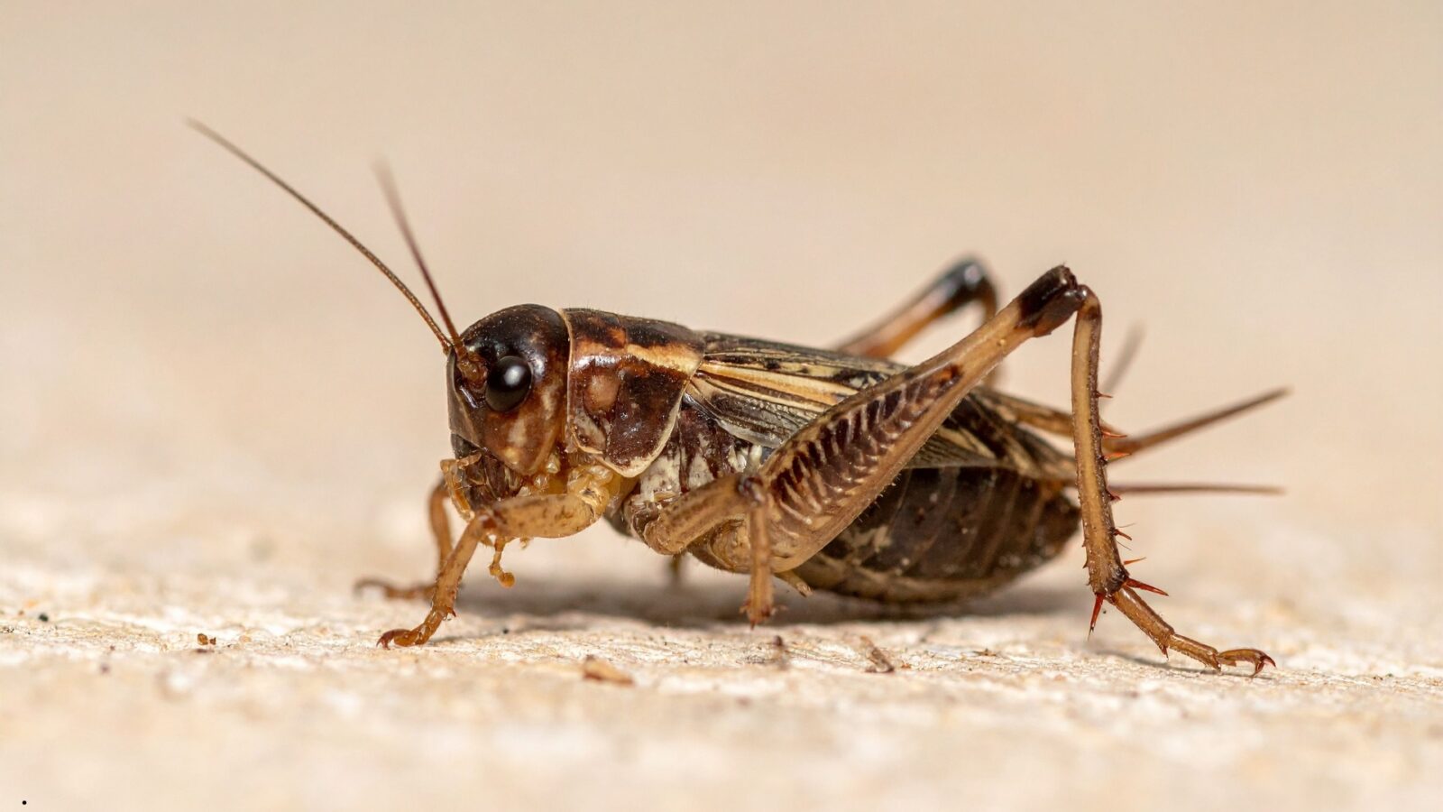 Makanan Jangkrik: Panduan Lengkap Pakan Terbaik untuk Pertumbuhan Optimal