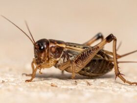Makanan Jangkrik: Panduan Lengkap Pakan Terbaik untuk Pertumbuhan Optimal