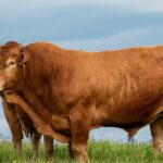 Sapi Terbesar di Dunia: Fakta Unik, Jenis, dan Rekor yang Menakjubkan