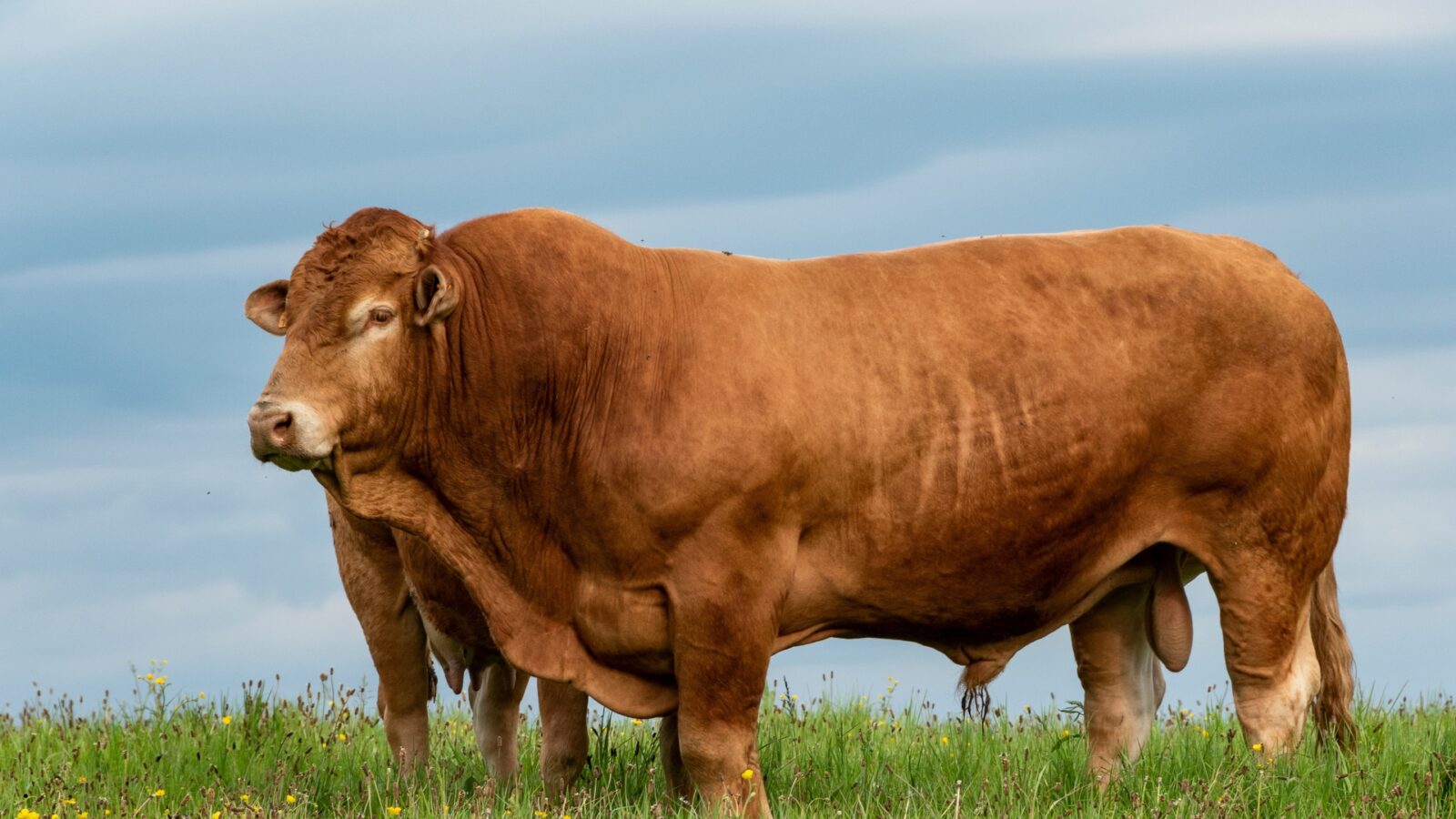 Sapi Terbesar di Dunia: Fakta Unik, Jenis, dan Rekor yang Menakjubkan