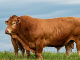 Sapi Terbesar di Dunia: Fakta Unik, Jenis, dan Rekor yang Menakjubkan