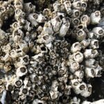 Teritip: Hewan Laut Unik, Cara Hidup, dan Perannya dalam Ekosistem