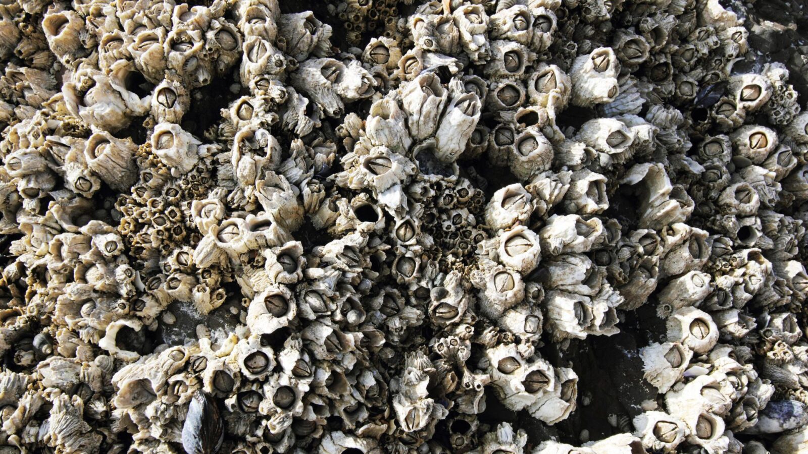 Teritip: Hewan Laut Unik, Cara Hidup, dan Perannya dalam Ekosistem