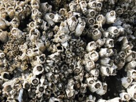 Teritip: Hewan Laut Unik, Cara Hidup, dan Perannya dalam Ekosistem