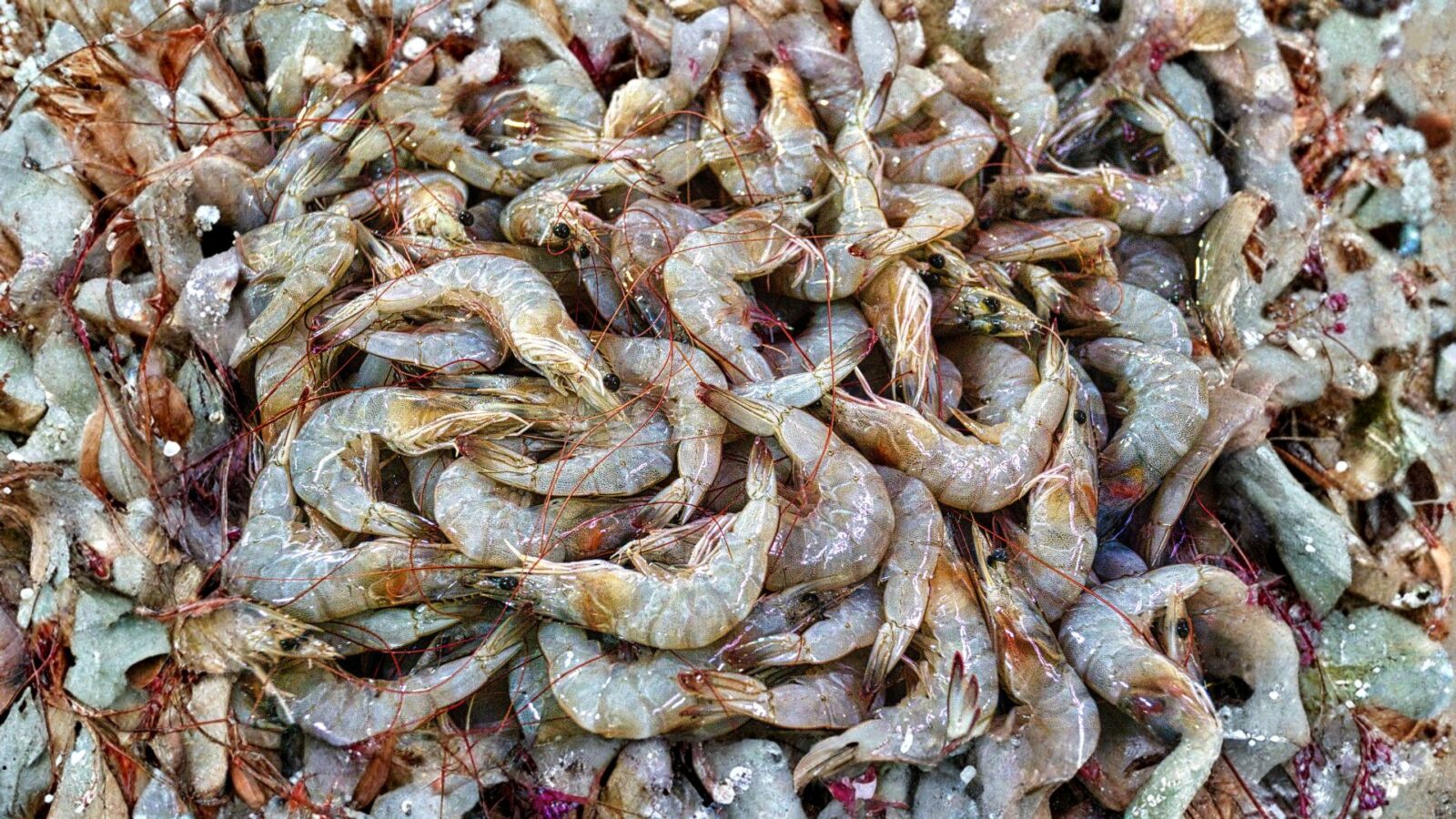 Udang Radioaktif: Fakta Ilmiah, Asal Usul Istilah, dan Dampaknya bagi Lingkungan