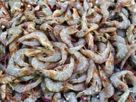 Udang Radioaktif: Fakta Ilmiah, Asal Usul Istilah, dan Dampaknya bagi Lingkungan