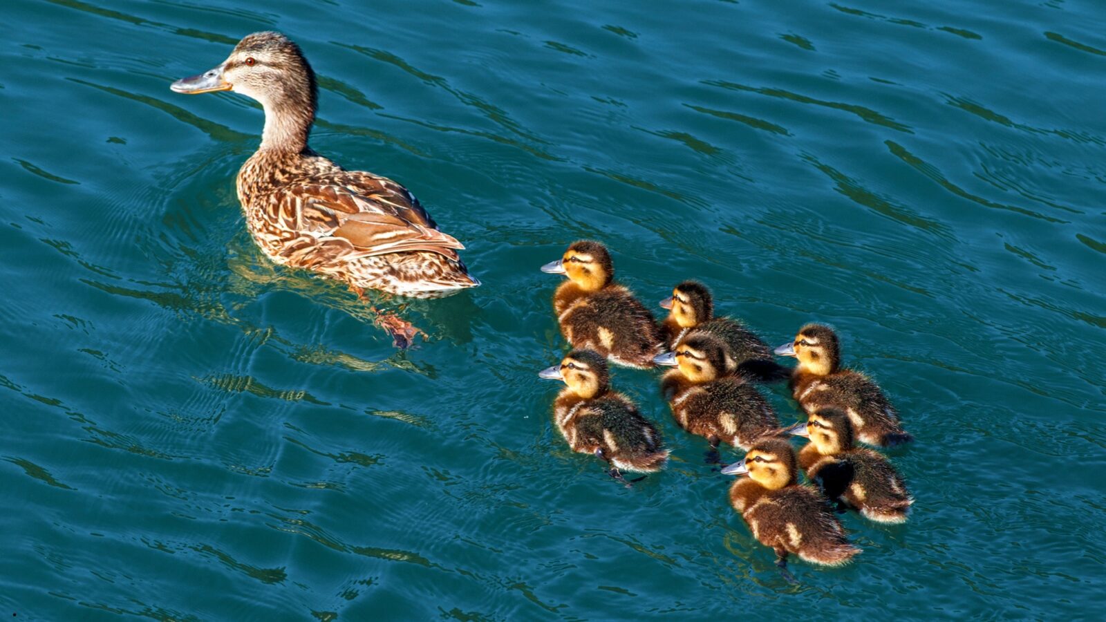 Bebek Berenang: Fakta Unik, Cara Hidup, dan Perilaku Menarik di Air