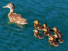Bebek Berenang: Fakta Unik, Cara Hidup, dan Perilaku Menarik di Air