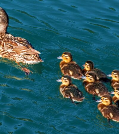 Bebek Berenang: Fakta Unik, Cara Hidup, dan Perilaku Menarik di Air