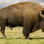 Bison: Hewan Raksasa yang Kuat, Tenang, dan Penuh Peran di Alam Liar