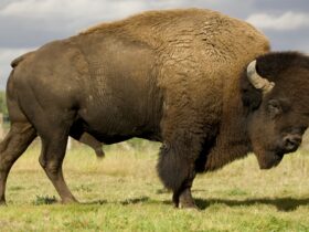 Bison: Hewan Raksasa yang Kuat, Tenang, dan Penuh Peran di Alam Liar