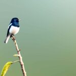 Burung Murai: Karakter, Jenis, Cara Merawat, dan Tips Agar Cepat Gacor