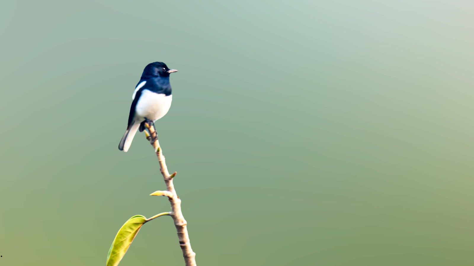 Burung Murai: Karakter, Jenis, Cara Merawat, dan Tips Agar Cepat Gacor