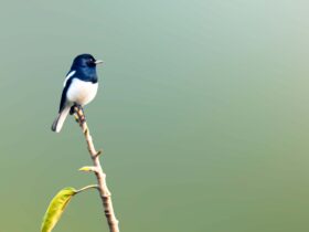 Burung Murai: Karakter, Jenis, Cara Merawat, dan Tips Agar Cepat Gacor