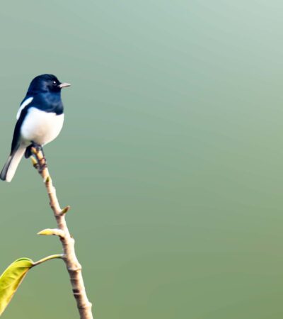 Burung Murai: Karakter, Jenis, Cara Merawat, dan Tips Agar Cepat Gacor