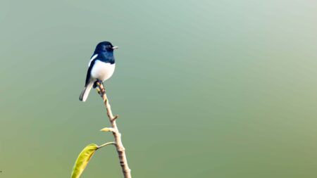 Burung Murai: Karakter, Jenis, Cara Merawat, dan Tips Agar Cepat Gacor