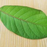 Daun Sembung: Manfaat, Khasiat, Cara Mengolah, dan Efek Samping untuk Kesehatan