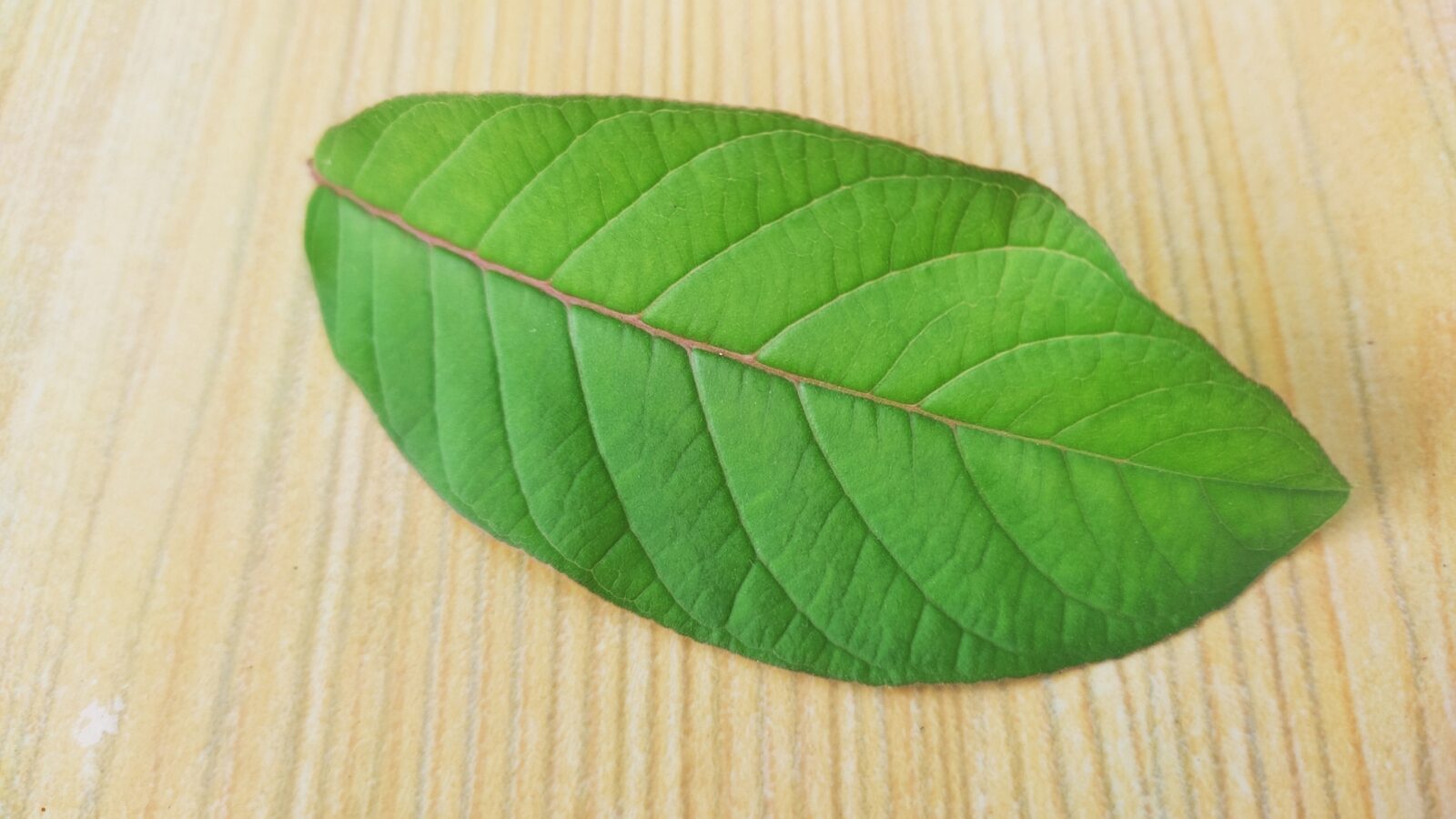 Daun Sembung: Manfaat, Khasiat, Cara Mengolah, dan Efek Samping untuk Kesehatan