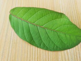 Daun Sembung: Manfaat, Khasiat, Cara Mengolah, dan Efek Samping untuk Kesehatan