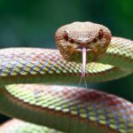 Mengenal Hewan Melata dan Perannya dalam Ekosistem