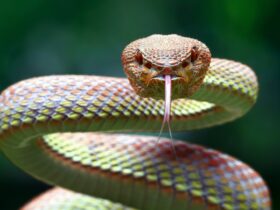 Mengenal Hewan Melata dan Perannya dalam Ekosistem