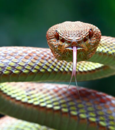 Mengenal Hewan Melata dan Perannya dalam Ekosistem