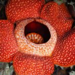 Rafflesia Arnoldii: Mengenal Bunga Terbesar di Dunia dan Keunikannya