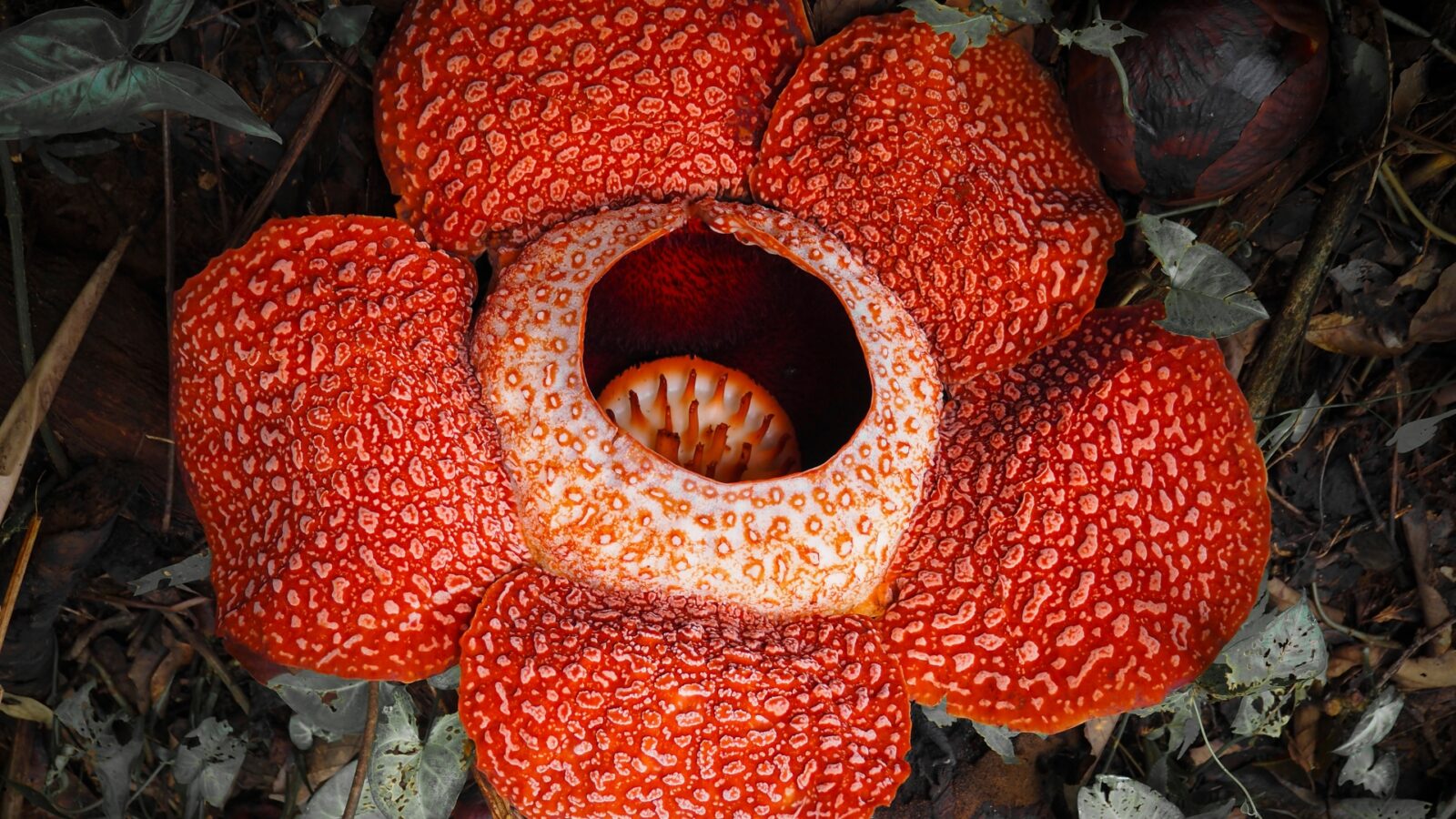 Rafflesia Arnoldii: Mengenal Bunga Terbesar di Dunia dan Keunikannya