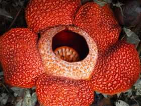 Rafflesia Arnoldii: Mengenal Bunga Terbesar di Dunia dan Keunikannya