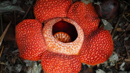 Rafflesia Arnoldii: Mengenal Bunga Terbesar di Dunia dan Keunikannya