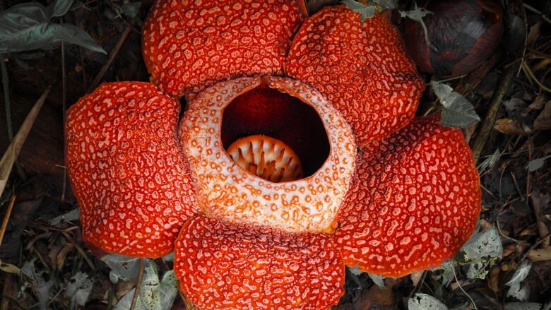 Rafflesia Arnoldii: Mengenal Bunga Terbesar di Dunia dan Keunikannya