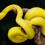 Ular Sanca: Karakteristik, Habitat, dan Fakta Unik Reptil Raksasa