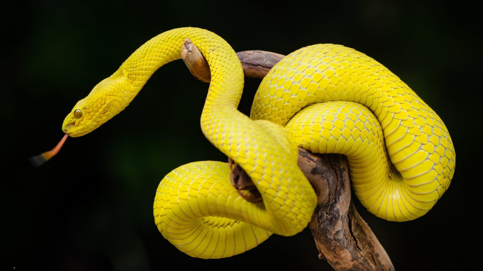 Ular Sanca: Karakteristik, Habitat, dan Fakta Unik Reptil Raksasa