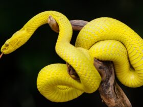 Ular Sanca: Karakteristik, Habitat, dan Fakta Unik Reptil Raksasa