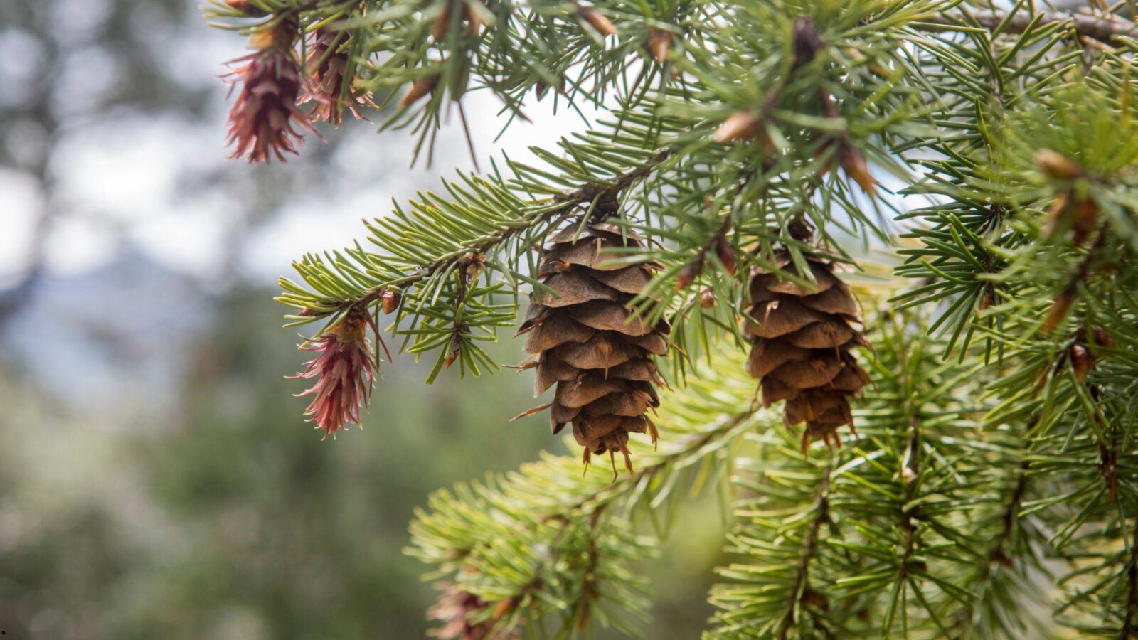 Buah Pinus: Pengertian, Ciri-Ciri, dan Manfaatnya