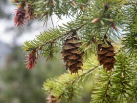 Buah Pinus: Pengertian, Ciri-Ciri, dan Manfaatnya
