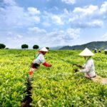 Review Kebun Teh Pangalengan untuk Liburan Keluarga